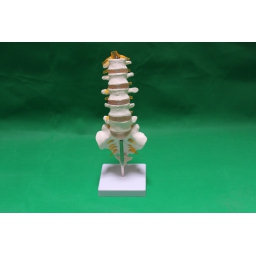 5节腰椎带骶骨附神经（Ⅰ）