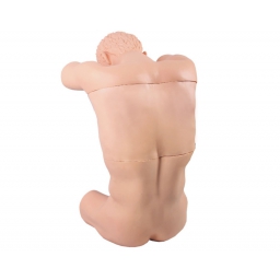 胸腔（背部）穿刺训练模型